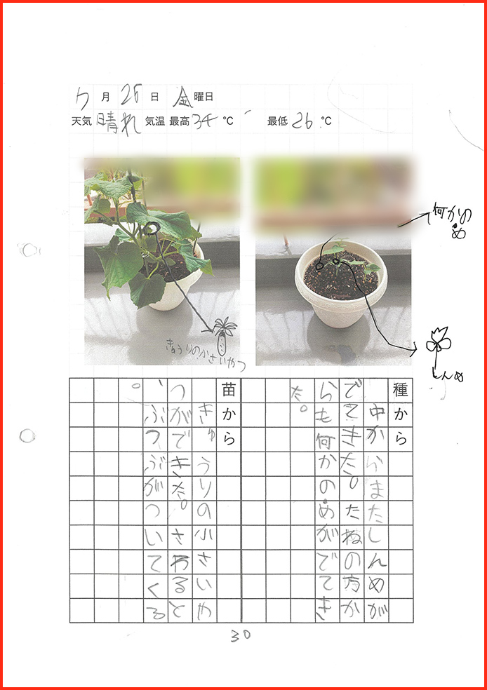 きゅうり博士賞31