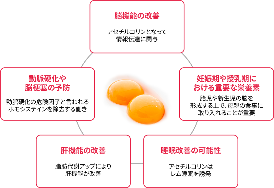 脳機能の改善 アセチルコリンとなって情報伝達に関与 動脈硬化や脳梗塞の予防 動脈硬化の危険因子と言われるホモシステインを除去する働き 妊娠期や授乳期における重要な栄養素 胎児や新生児の脳を形成する上で、母親の食事に取り入れることが重要 肝機能の改善 脂肪代謝アップにより肝機能が改善 睡眠改善の可能性 アセチルコリンはレム睡眠を誘発