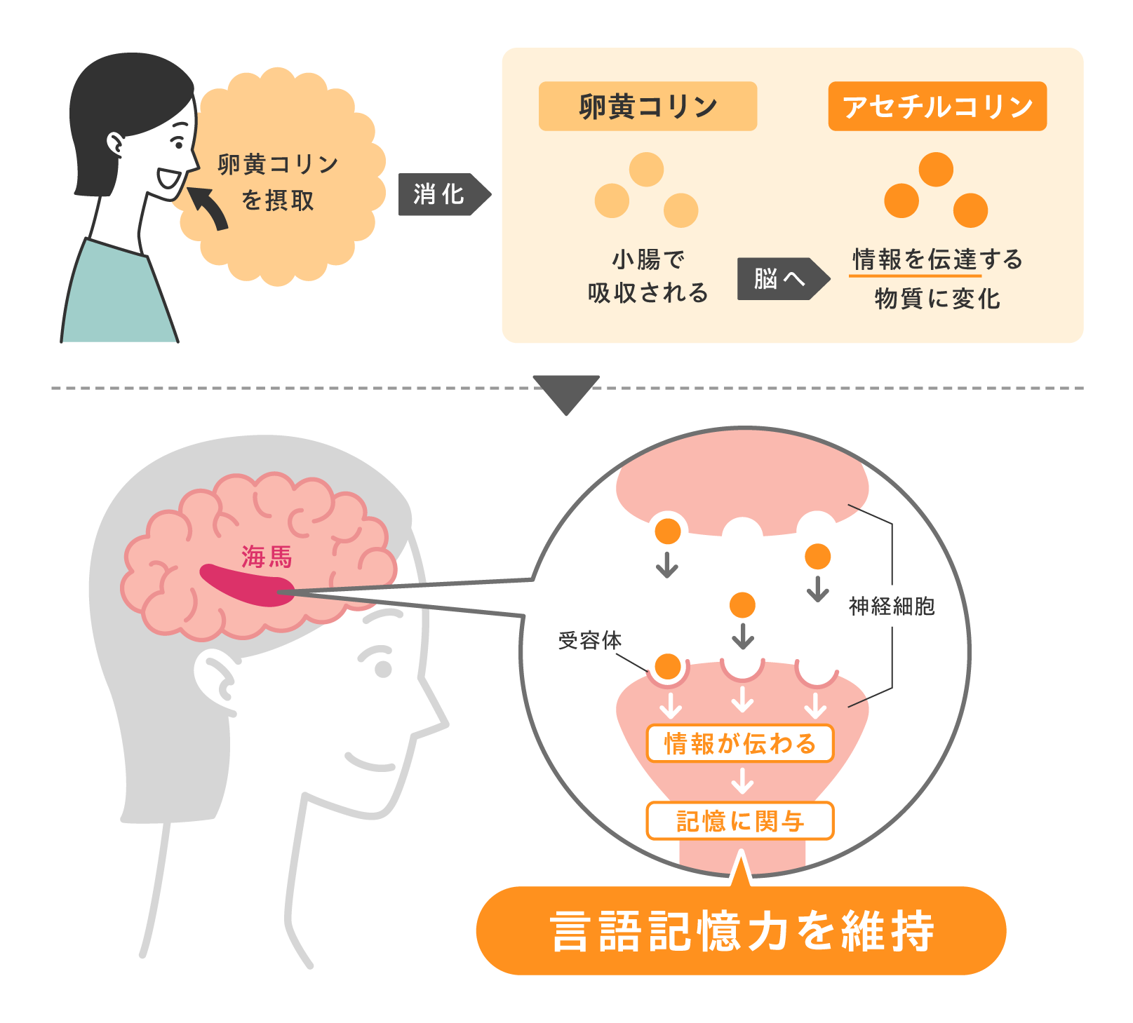 卵黄コリンの脳機能へのはたらき 言語記憶力を維持