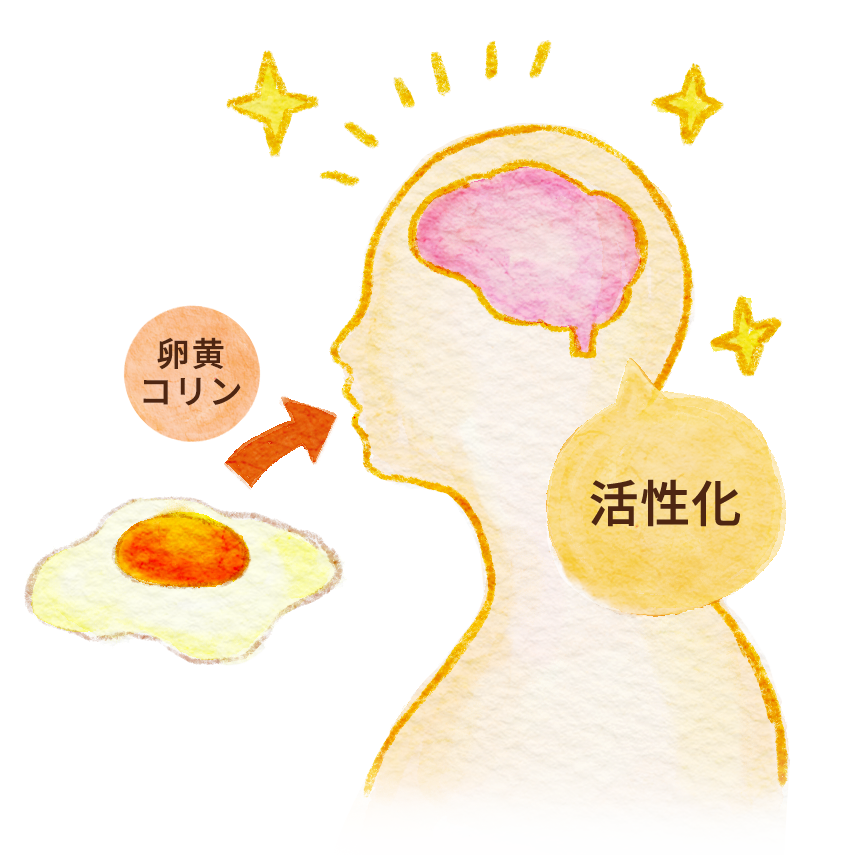 卵は脳の活性化が期待できる！